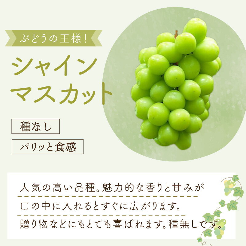 【ふるさと納税】泉州ぶどう シャインマスカット 2房 果実 果物くだもの ブドウ ぶどう 送料無料 泉南市 サムネイル3
