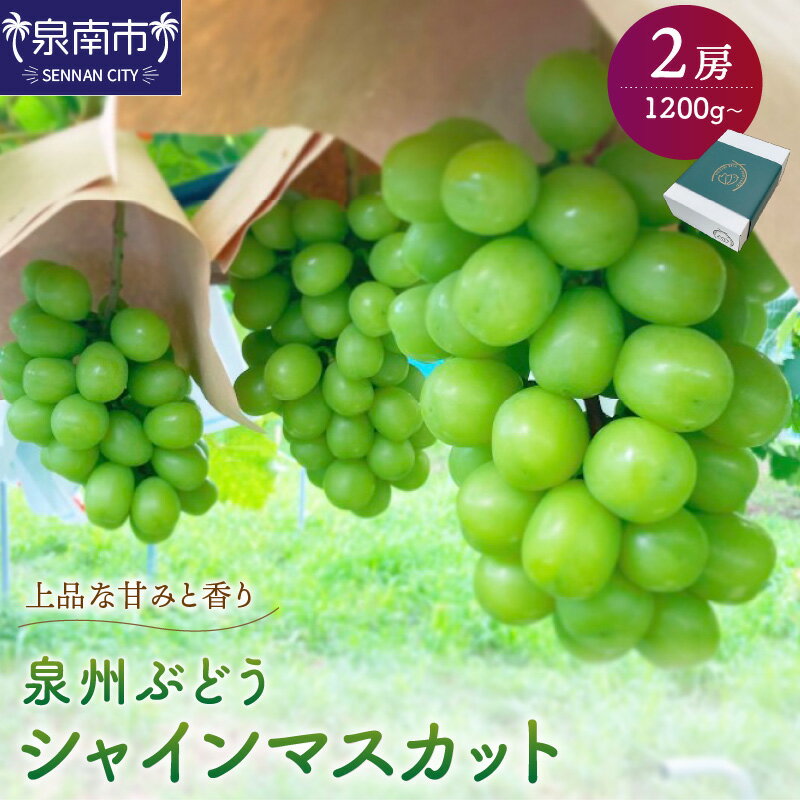 泉州ぶどう シャインマスカット 2房 果実 果物くだもの ブドウ ぶどう 送料無料 泉南市