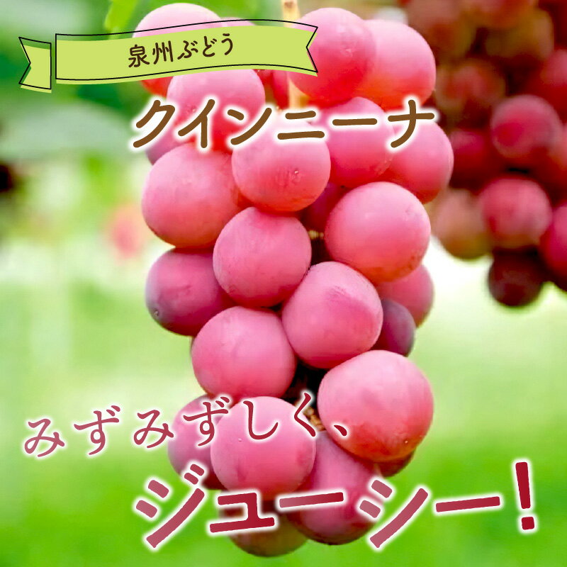 【ふるさと納税】泉州ぶどう クインニーナ 2房 ブドウ フルーツ 果物 期間限定 数量限定 国産 ふるさと納税 ぶどう サムネイル2