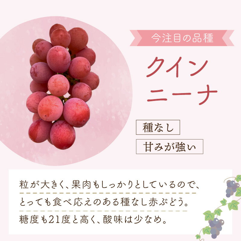 【ふるさと納税】泉州ぶどう クインニーナ 2房 ブドウ フルーツ 果物 期間限定 数量限定 国産 ふるさと納税 ぶどう サムネイル3