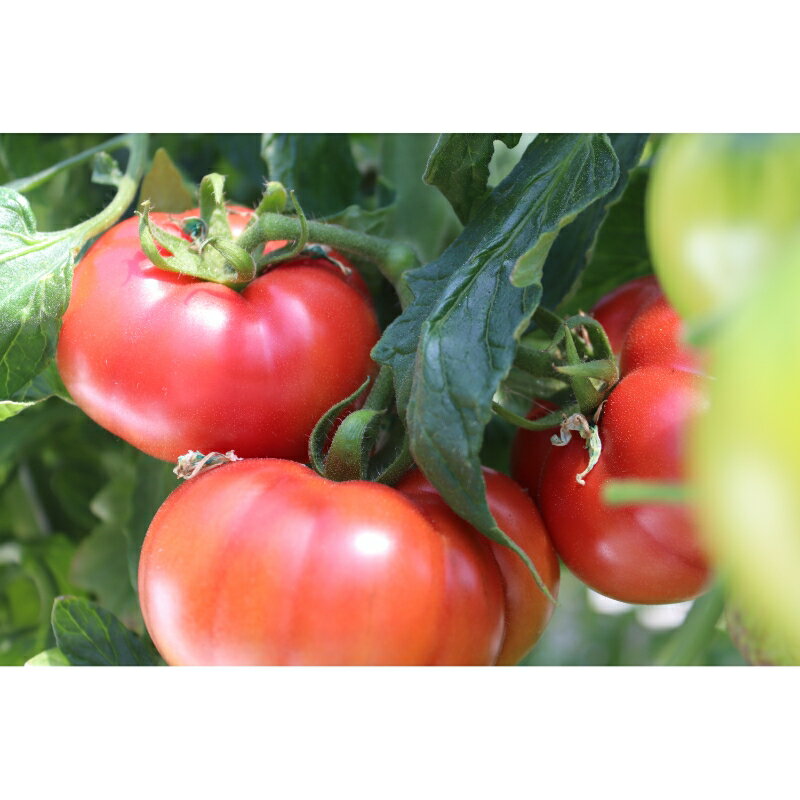 【ふるさと納税】【糖度8度以上】うま味たっぷり こだわりのフルーツトマトC 1kg 野菜 食品 フルーツトマト ふるさと納税 トマト【配送不可地域：北海道・沖縄県・離島】 - 画像2