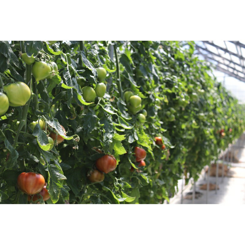 【ふるさと納税】【糖度8度以上】うま味たっぷり こだわりのフルーツトマトC 1kg 野菜 食品 フルーツトマト ふるさと納税 トマト【配送不可地域：北海道・沖縄県・離島】 - 画像3