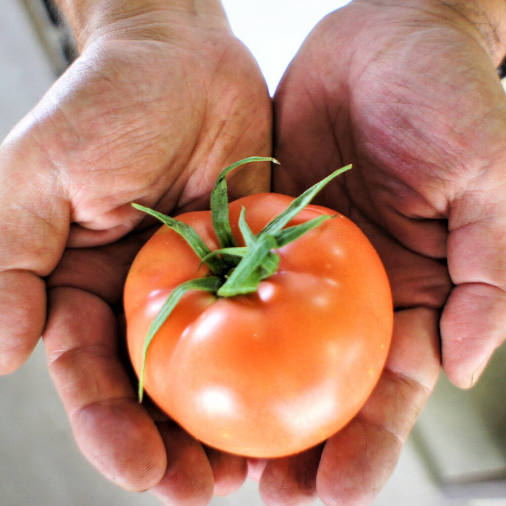 フルーツトマト 1.5kg～2kg （10個～20個）【2026年1月上旬から4月下旬発送予定】｜ 糖度7度以上 農薬不使用 （栽培期間中） 水耕栽培 産地直送 高リコピン 橘農園 甘い 糖度 トマト 野菜 大阪府 阪南市 送料無料