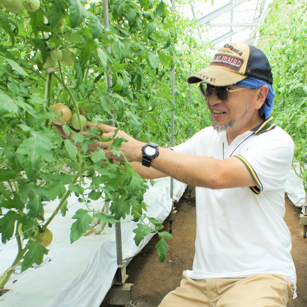 【ふるさと納税】フルーツトマト 1.5kg～2kg （10個～20個）【2026年1月上旬から4月下旬発送予定】｜ 糖度7度以上 農薬不使用 （栽培期間中） 水耕栽培 産地直送 高リコピン 橘農園 甘い 糖度 トマト 野菜 大阪府 阪南市 送料無料 - 画像2