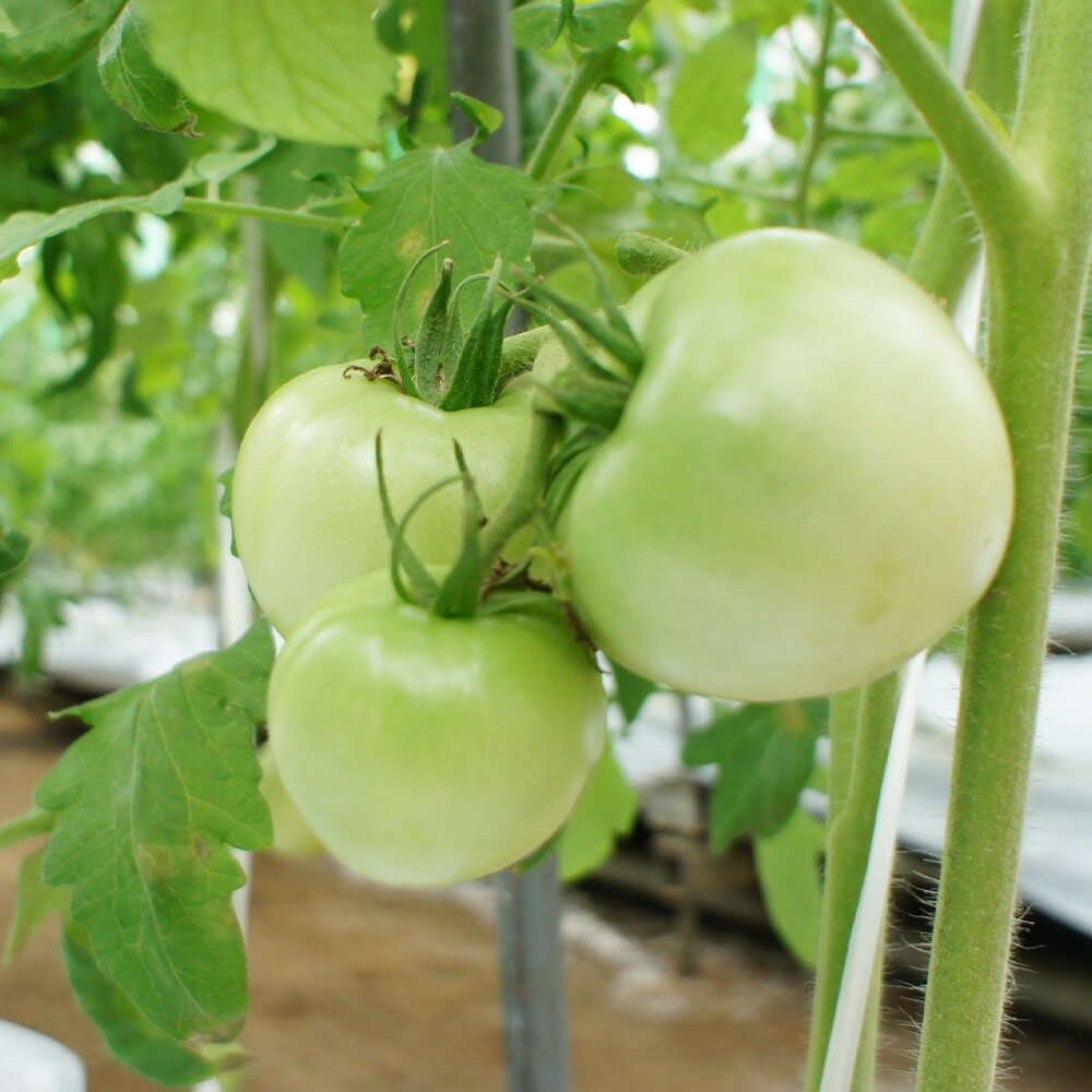 【ふるさと納税】フルーツトマト 1.5kg～2kg （10個～20個）【2026年1月上旬から4月下旬発送予定】｜ 糖度7度以上 農薬不使用 （栽培期間中） 水耕栽培 産地直送 高リコピン 橘農園 甘い 糖度 トマト 野菜 大阪府 阪南市 送料無料 - 画像3