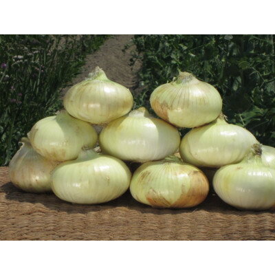 【5月以降順次発送】たじりたまねぎ(吉見早生)3kg【1576342】