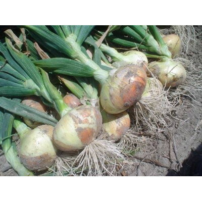 【ふるさと納税】【5月以降順次発送】たじりたまねぎ(吉見早生)3kg【1576342】 - 画像2