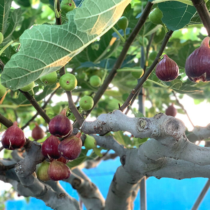【ふるさと納税】No.141 朝採りいちじく　約2kg ／ 無花果 イチジク 果実 朝採れ 送料無料 大阪府 サムネイル2