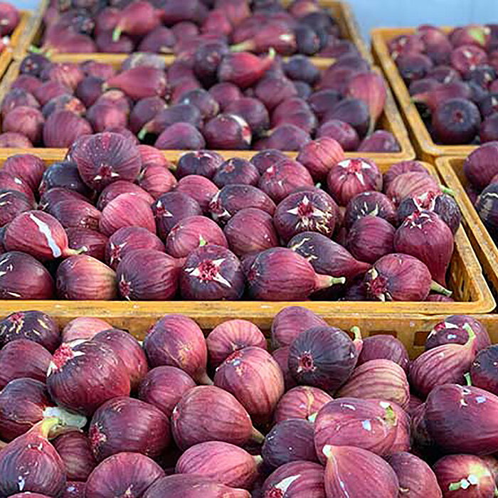 【ふるさと納税】No.141 朝採りいちじく　約2kg ／ 無花果 イチジク 果実 朝採れ 送料無料 大阪府 サムネイル3