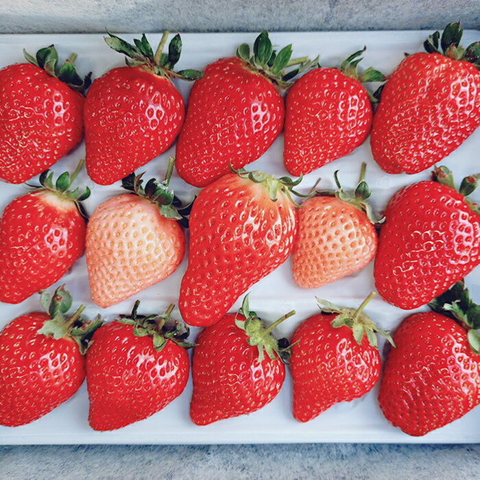 【ふるさと納税】No.399 完熟苺ミックス15粒贈答用BOX ／ 厳選 大粒 イチゴ いちご 果物 フルーツ 送料無料 大阪府 サムネイル2