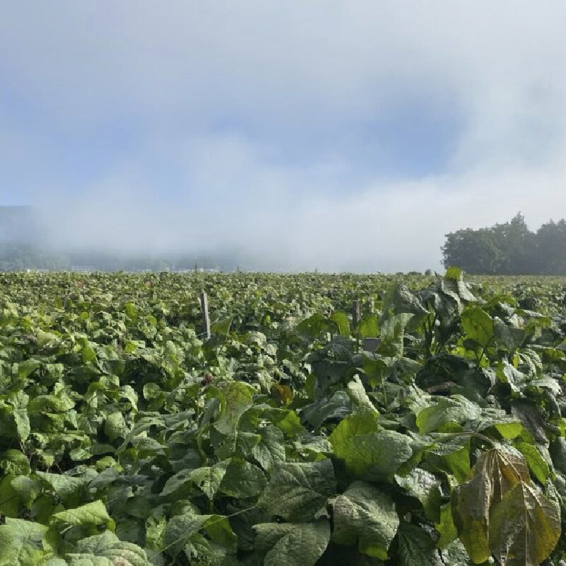 【ふるさと納税】【新物 令和7年産】川北黒大豆　2Lサイズ粒　400g入り　【 豆類 丹波の黒豆 最高級ブランド 大粒 甘み コク おせち料理 煮豆 黒豆ごはん 黒豆茶 お菓子作り 】 - 画像3