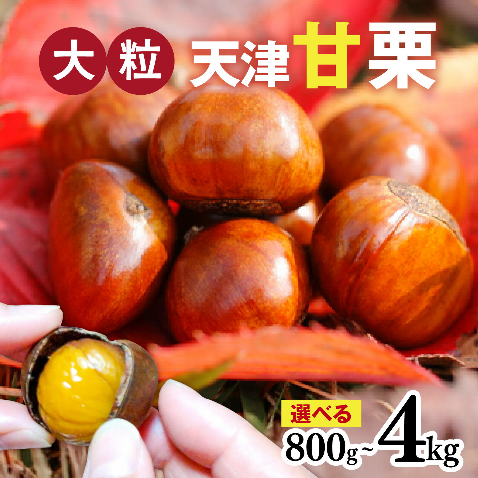 【先行予約】 天津甘栗 選べる容量 800g/1.1kg/2kg/2.5kg/4kg 【 2025年10月下旬より順次発送予定 】 栗 兵庫 兵庫県 おやつ 特選大粒栗 大粒 おやつ お菓子 スイーツ 栗好き 焼き栗 焼き 栗 マロン 国産 こだわり製法 新栗