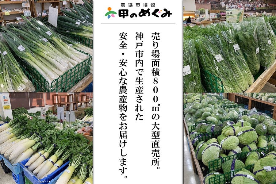 【ふるさと納税】新鮮野菜セット大（11種類）【 野菜 セット 詰合せ 旬のお野菜 新鮮 安全 出荷農家により異なる味 お楽しみ 】 - 画像3