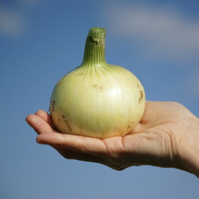 【ふるさと納税】 淡路島産たまねぎを使った乾燥たまねぎ 3袋セット / 淡路島産たまねぎ 乾燥たまねぎ 淡路島 玉ねぎ 乾燥 スライス玉ねぎ 国産玉ねぎ 常温保存 便利食材 時短調理 料理用 保存食 味噌汁用 スープ用 カレー用 日用品 食品 常備品 ストック用 - 画像3