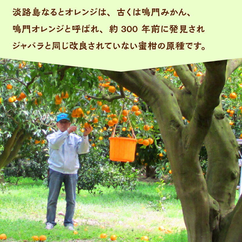 【ふるさと納税】【先行予約／数量限定】 淡路島なるとオレンジ 選べる容量 5kg/10kg ※2026年4月上旬頃より順次発送予定 若宮ミカン農園 みかん オレンジ フルーツ ミカン 果物 果実 青果 兵庫県 淡路島 洲本市産 農園 農家 有機 幻 まぼろし 送料無料 サムネイル3