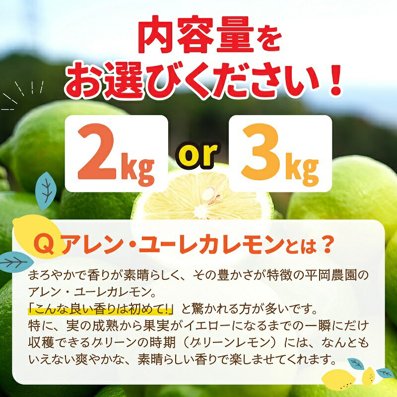 【ふるさと納税】 【期間限定】 淡路島産 アレン・ユーレカレモン 2kg / 3kg 国産レモン 淡路島 瀬戸内レモン 檸檬 lemon 柑橘 レモネード レモンサワー サムネイル2