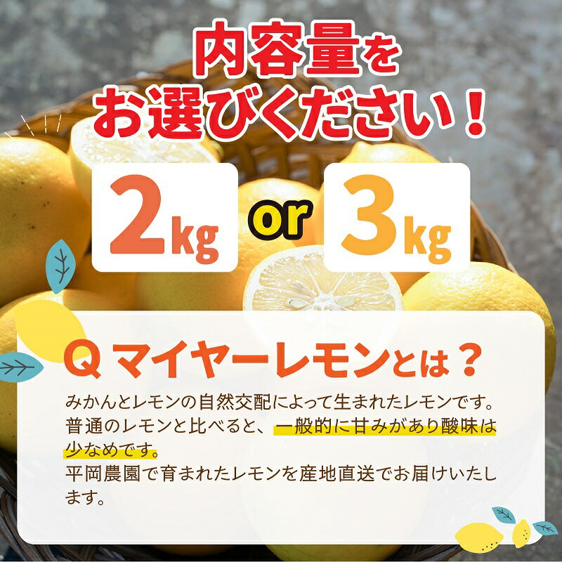 【ふるさと納税】淡路島産 マイヤーレモン 2kg / 3kg 国産レモン 淡路島 瀬戸内レモン 檸檬 lemon 柑橘 レモネード レモンサワー サムネイル2