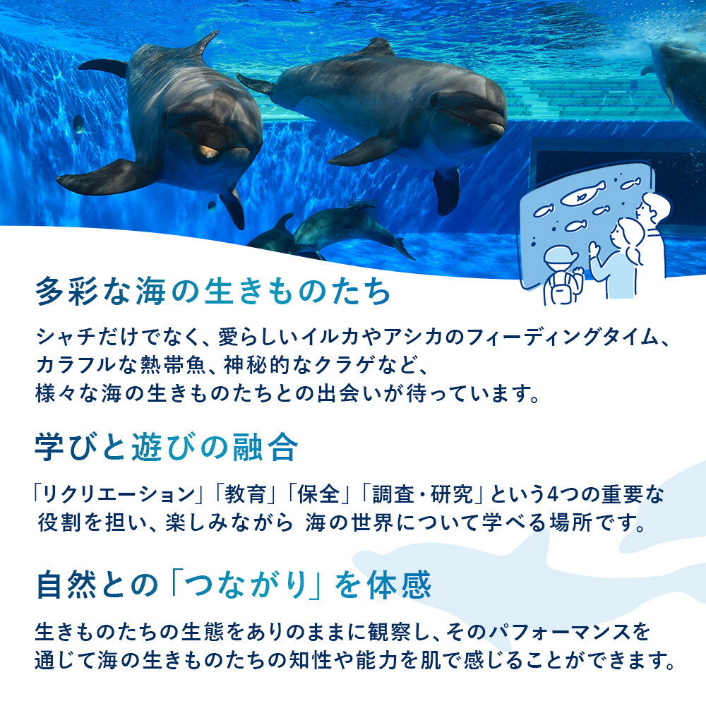 【ふるさと納税】神戸須磨シーワールド入場券　3枚セット（有効期限：2026年3月31日） | 神戸須磨シーワールド 入場券 チケット 水族館 水族園 シャチ オルカ イルカ ドルフィン 旅行　神戸観光　おすすめ サムネイル3