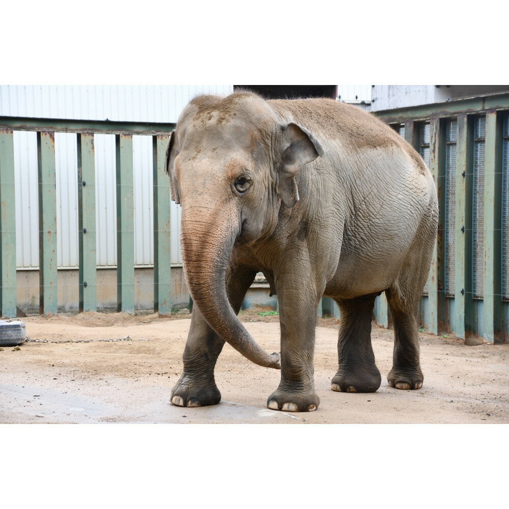 【ふるさと納税】王子動物園グッズ＆入園券（5枚） | 兵庫 兵庫県 神戸 神戸市 近畿 お取り寄せ ご当地 名産品 特産品 お土産 ふるさと 納税 支援 返礼品 お礼の品 動物 動物園 どうぶつえん チケット 券 入場券 入園券 入園チケット グッズ 観光 ファミリー 家族 - 画像2