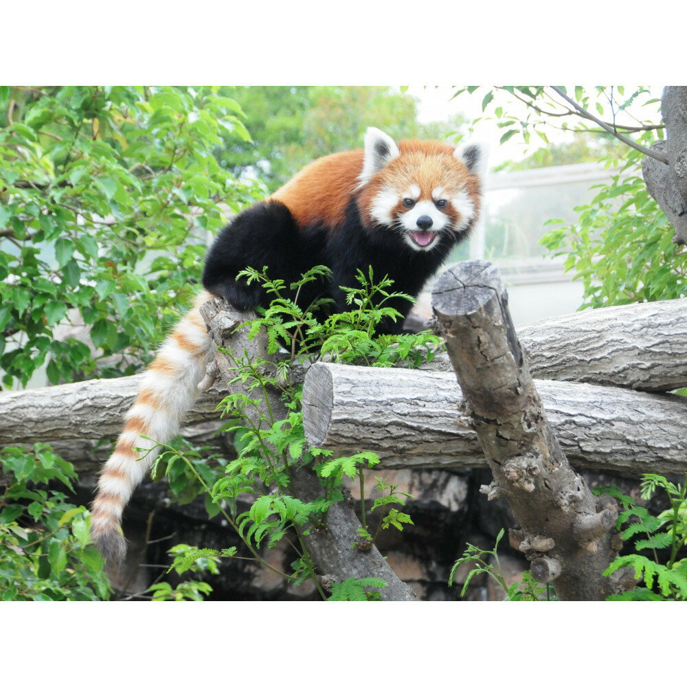 【ふるさと納税】王子動物園グッズ＆入園券（5枚） | 兵庫 兵庫県 神戸 神戸市 近畿 お取り寄せ ご当地 名産品 特産品 お土産 ふるさと 納税 支援 返礼品 お礼の品 動物 動物園 どうぶつえん チケット 券 入場券 入園券 入園チケット グッズ 観光 ファミリー 家族 - 画像3