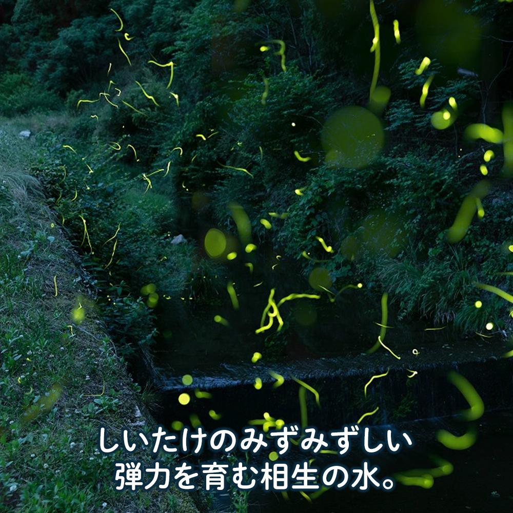 【ふるさと納税】【有機】深山農園の 有機 中身美人の新鮮しいたけ ～アウトレット～1,500g | 相生 有機農園 規格外品 新鮮 しいたけ アウトレット 人気 おすすめ 有機栽培 きのこ 野菜 食材 お取り寄せ 通販 送料無料 ふるさと納税 - 画像2