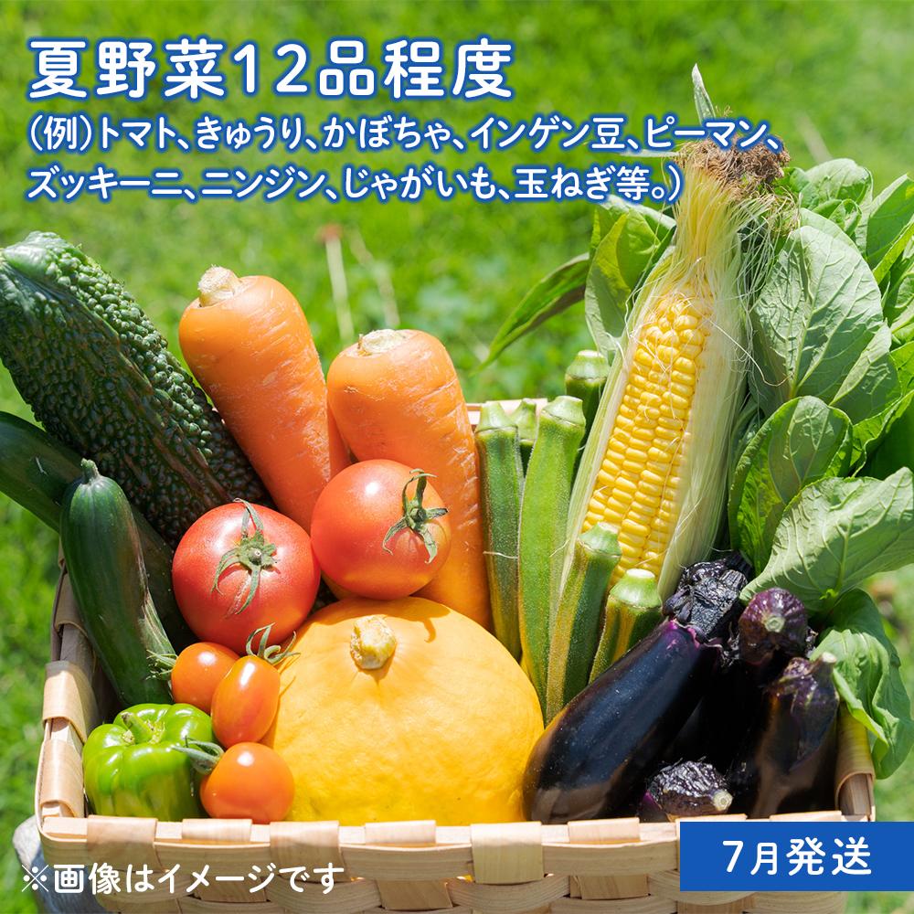 【ふるさと納税】「ベジーズ館」の夏・冬野菜　年2回コース （7月と12月発送）【たっぷりセット】 | 相生 有機農園 大容量 野菜セット 年2回便 人気 おすすめ 夏野菜 冬野菜 野菜詰合せ 食材 お取り寄せ 通販 送料無料 ふるさと納税 - 画像3