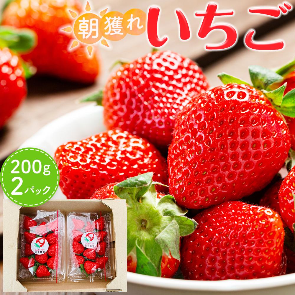 【先行受付】あいのまち相生市産　朝獲れいちご　200g×2パック（2026年2月下旬以降発送） | 相生 地元農園 朝採れいちご 新鮮フルーツ 人気 おすすめ いちご 果物 スイーツ ギフト お取り寄せ 通販 送料無料 ふるさと納税