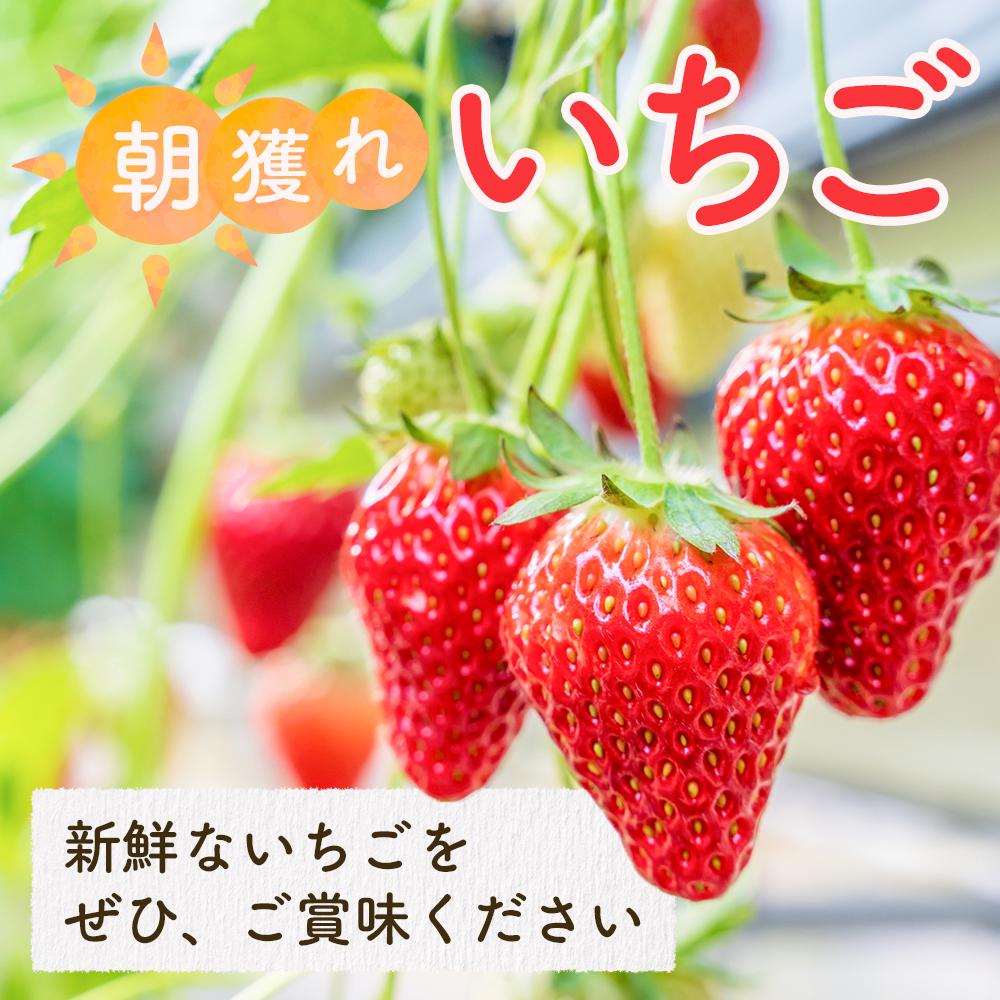 【ふるさと納税】【先行受付】あいのまち相生市産　朝獲れいちご　200g×2パック（2026年2月下旬以降発送） | 相生 地元農園 朝採れいちご 新鮮フルーツ 人気 おすすめ いちご 果物 スイーツ ギフト お取り寄せ 通販 送料無料 ふるさと納税 サムネイル2