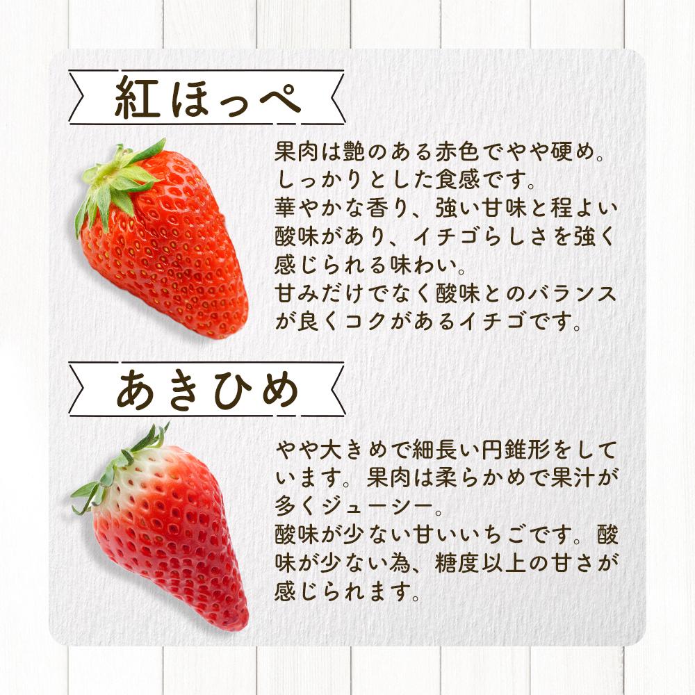 【ふるさと納税】【先行受付】あいのまち相生市産　朝獲れいちご　200g×2パック（2026年2月下旬以降発送） | 相生 地元農園 朝採れいちご 新鮮フルーツ 人気 おすすめ いちご 果物 スイーツ ギフト お取り寄せ 通販 送料無料 ふるさと納税 サムネイル3