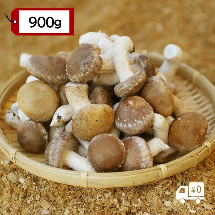 【ふるさと納税】【有機】深山農園の アヒージョ専用しいたけ ?小さくても、味は豊かに? Sサイズ 900g | 相生 有機農園 小粒 きのこ アヒージョ向け 旨味豊か 人気 おすすめ 有機栽培 野菜 食材 グルメ お取り寄せ 通販 送料無料 ふるさと納税 - 画像2
