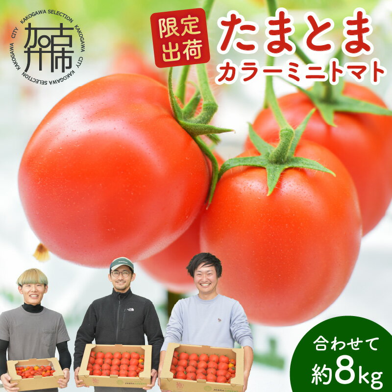 【お届け月が選べる・限定出荷】"たまとま"＋カラーミニトマト(約8kg) 《 野菜 トマト ミニトマト カラートマト 期間限定 送料無料 》