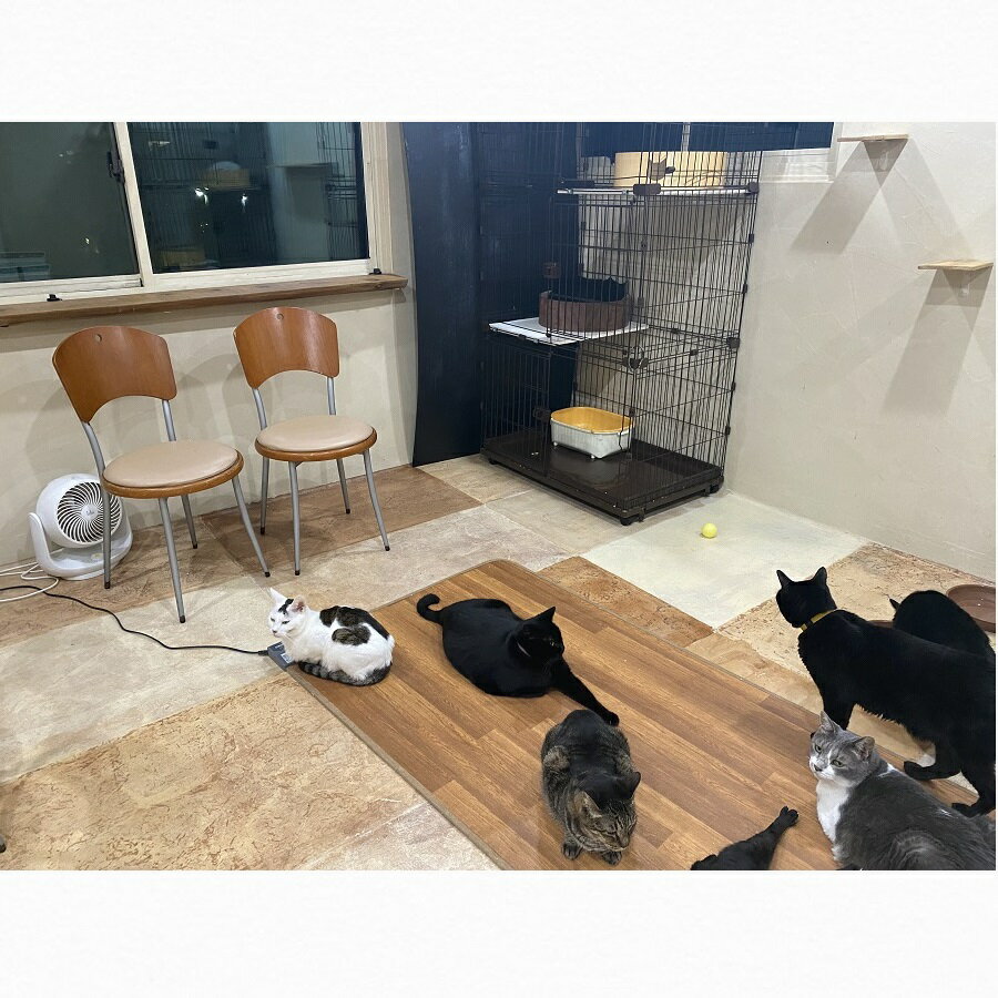 【ふるさと納税】猫スペース1日貸し切り券 サムネイル3