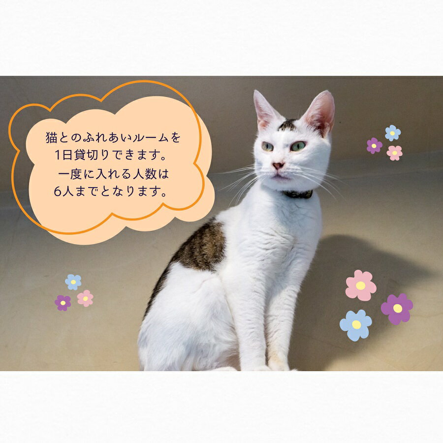 【ふるさと納税】猫スペース1日貸し切り券 サムネイル2