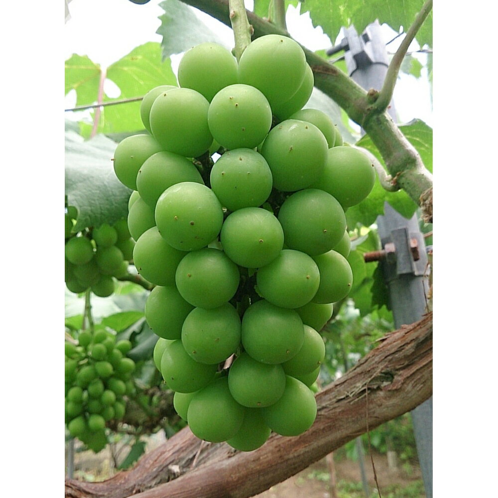 【2026年先行受付】【北海道・沖縄・離島 配送不可】三木平井山産 シャインマスカット2kg