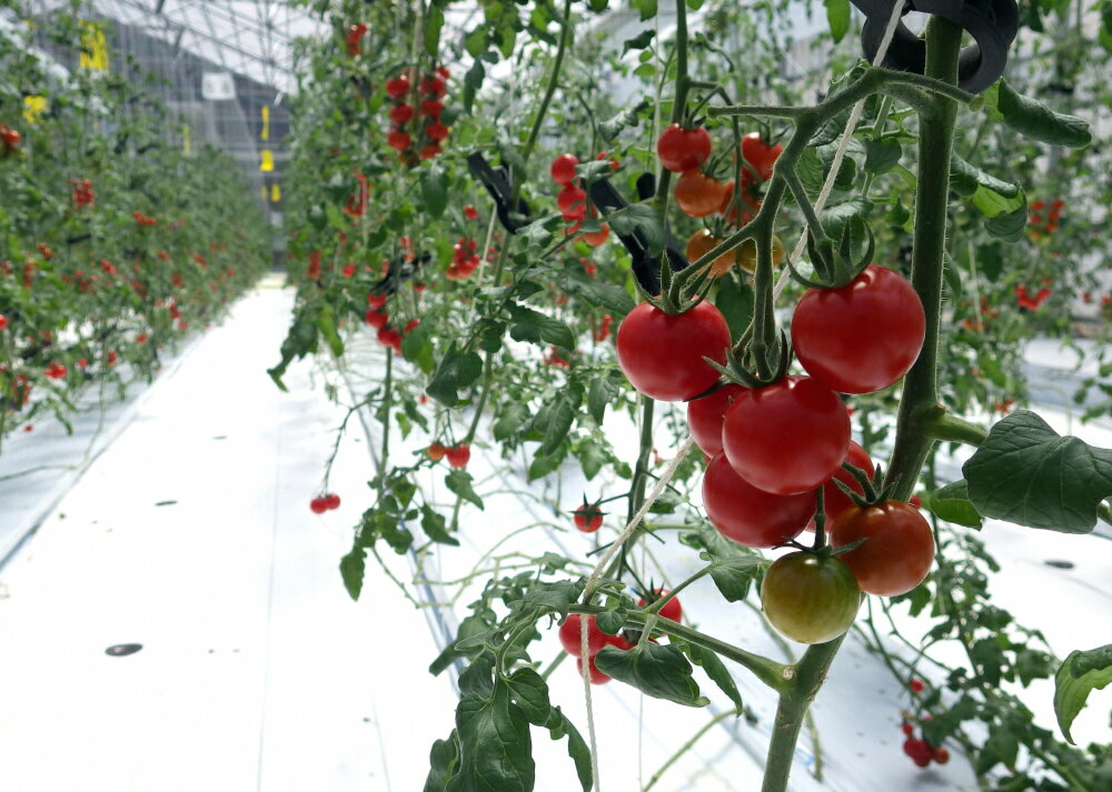 【ふるさと納税】愛情たっぷり育てられた極糖トマト　うふふの実 1kg×2 野菜 トマト とまと サラダ 高糖度 - 画像2