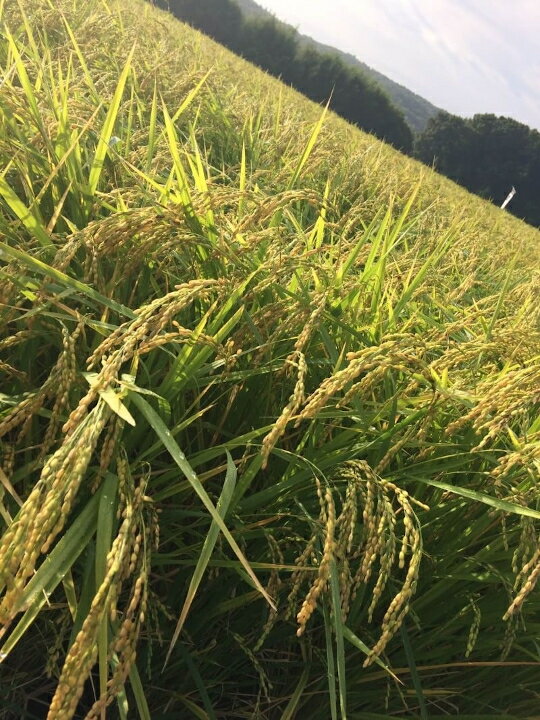 【ふるさと納税】令和7年産 じぃじが作った美味しいお米ミルキークィーン5kg【北海道・沖縄・離島　配送不可】 - 画像2