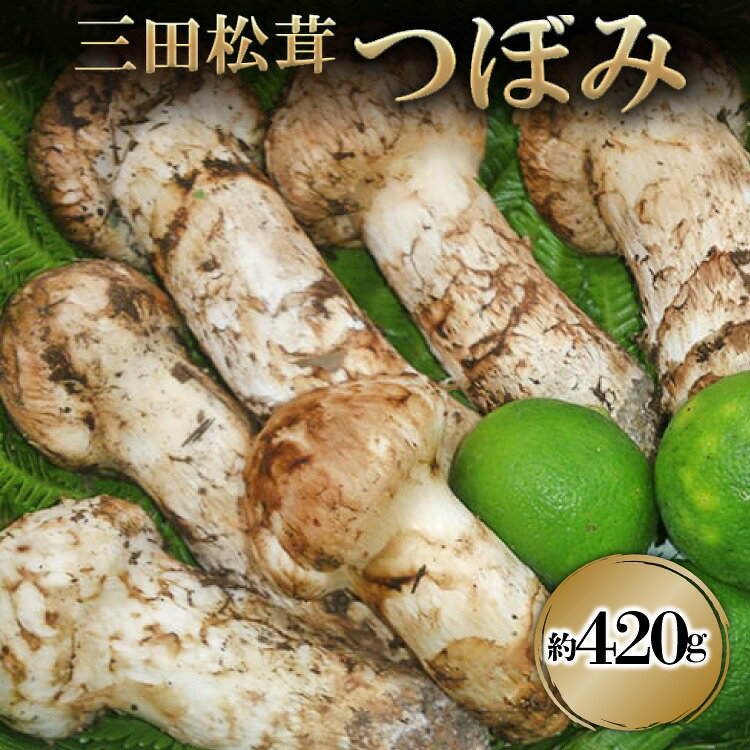 三田 松茸 つぼみ 約420g まつたけ 秋の味覚 きのこ キノコ 旬の野菜 贈答品 お歳暮 新年 年末 贈り物 ギフト 食品 ギフト ふるさと納税 ふるさと 人気 おすすめ 送料無料 兵庫県 三田市 [3d28bae460001]