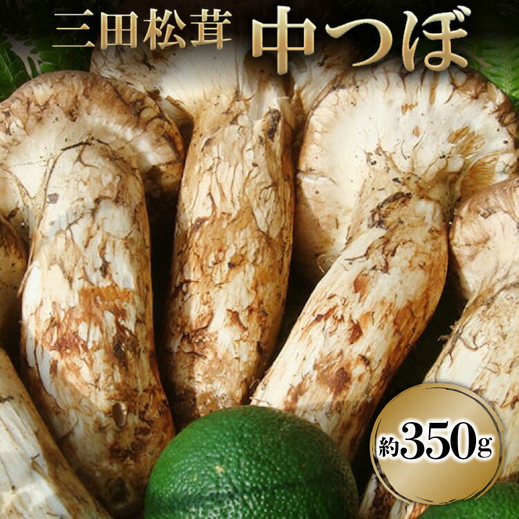 三田 松茸 中つぼ 約350g まつたけ 秋の味覚 きのこ キノコ 旬の野菜 贈答品 歳暮 お歳暮 新年 年末 贈り物 ギフト 食品 ギフト ふるさと納税 ふるさと 人気 おすすめ 送料無料 兵庫県 三田市 [3d28bae460002]