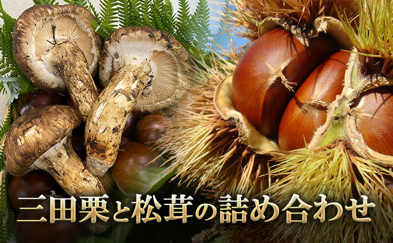 【ふるさと納税】 三田栗 2L (1kg) 三田 松茸 (等級混合約200g) の詰め合わせ 栗 まつたけ 秋の味覚 きのこ キノコ 旬の野菜 贈答品 贈り物 ギフト 食品 ギフト ふるさと納税 ふるさと 人気 おすすめ 送料無料 兵庫県 三田市 [3d28bae460003] - 画像3