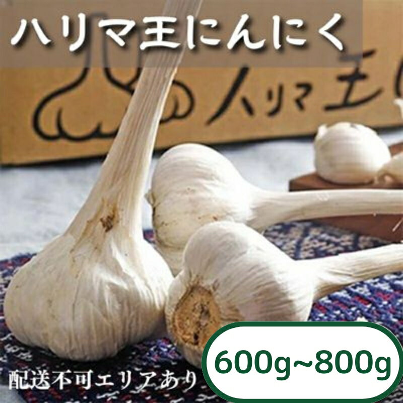 にんにく ハリマ王 600～800g 2026年度産 兵庫県産 野菜 ニンニク 個性派 独自栽培 国産 スタミナ おつまみ 　お届け：2026年6月下旬～10月末
