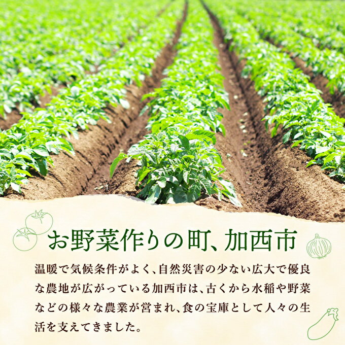 【ふるさと納税】季節の野菜 セット 詰め合わせ 10品程度 野菜 野菜セット 旬の野菜 野菜詰め合わせ 野菜詰め合わせセット 新鮮野菜 新鮮野菜詰め合わせ 新鮮 旬 - 画像3
