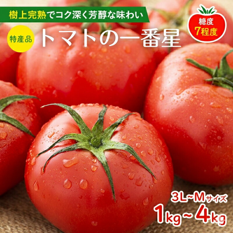トマト 1kg～4kg 選べる内容量 トマトの一番星 兵庫県産 野菜 とまと 加西とまと 完熟 高糖度 濃厚 甘い 賞 受賞 糖度 減農薬 夏野菜 あまい お取り寄せ 冷蔵配送　お届け：2026年2月下旬～2026年6月下旬