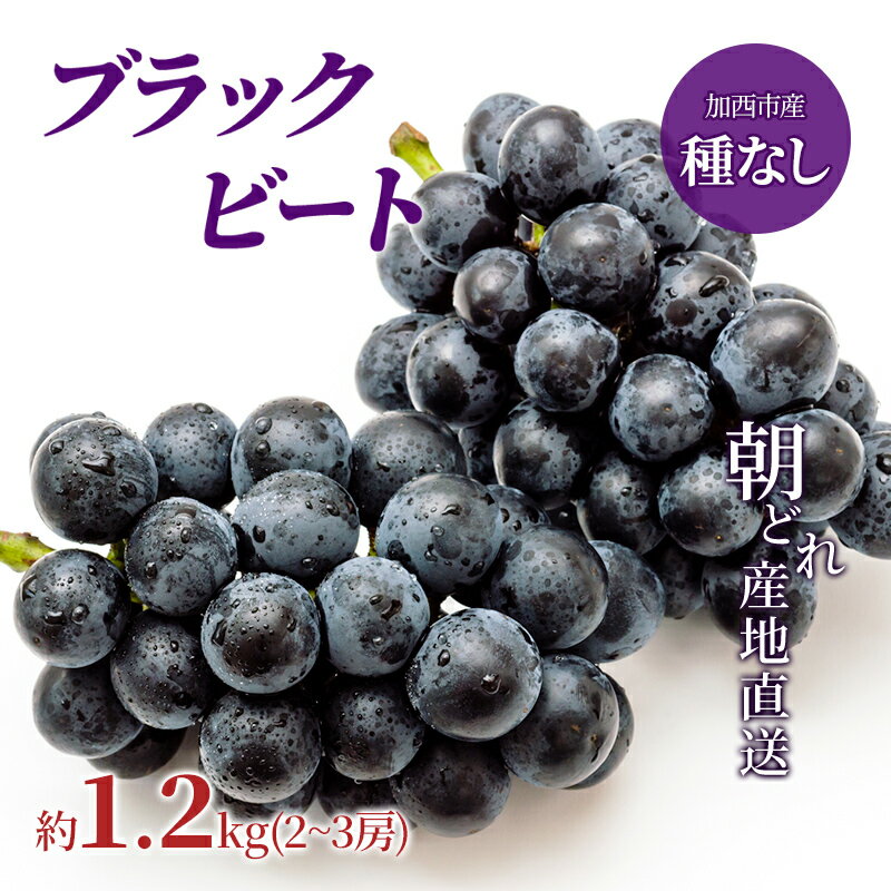 【令和8年産】ブラックビート 2～3房 セット ぶどう 種無し 皮ごと 兵庫県産 大粒 農家直送 果物 果物類 フルーツ デザート ブドウ 詰め合わせ 甘い 粒 糖度 巨峰 　お届け：2026年8月中旬～2026年9月上旬