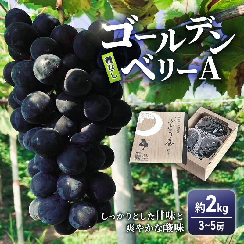 ゴールデンベリーA 約2kg 3～5房 【2026年産 予約受付】 ぶどう ブドウ 葡萄 お取り寄せ フルーツ 果物 種なし 甘い おすすめ 美味しい 選果場直送 送料無料 ギフト 贈答 兵庫県　お届け：2026年8月下旬～2026年9月上旬