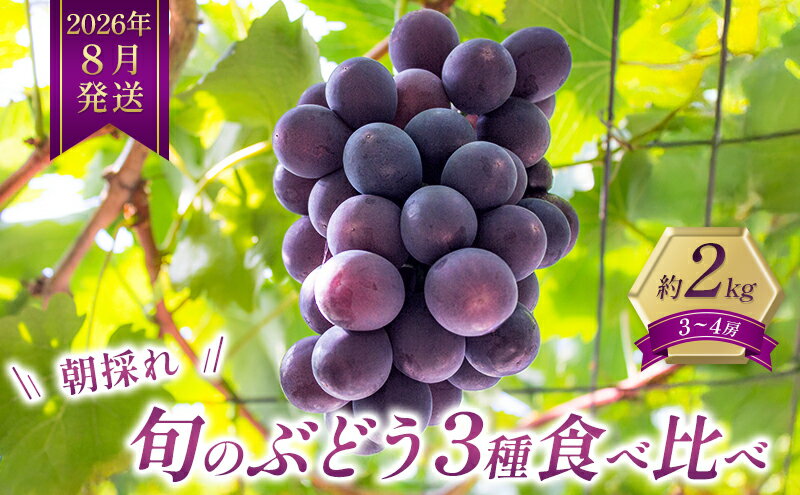 【ふるさと納税】8月発送｜採れたて旬のぶどう 食べ比べ 約2kg（3～4房）セット 詰め合わせ 産地直送 フルーツ 兵庫県 加西市　お届け：2026年8月中旬～下旬 サムネイル2