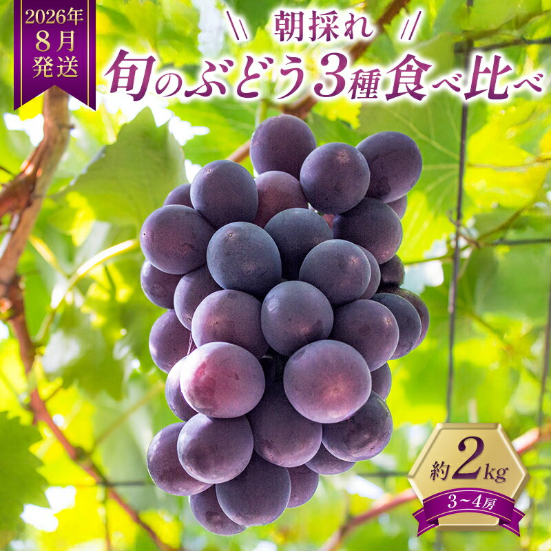 8月発送｜採れたて旬のぶどう 食べ比べ 約2kg（3～4房）セット 詰め合わせ 産地直送 フルーツ 兵庫県 加西市　お届け：2026年8月中旬～下旬
