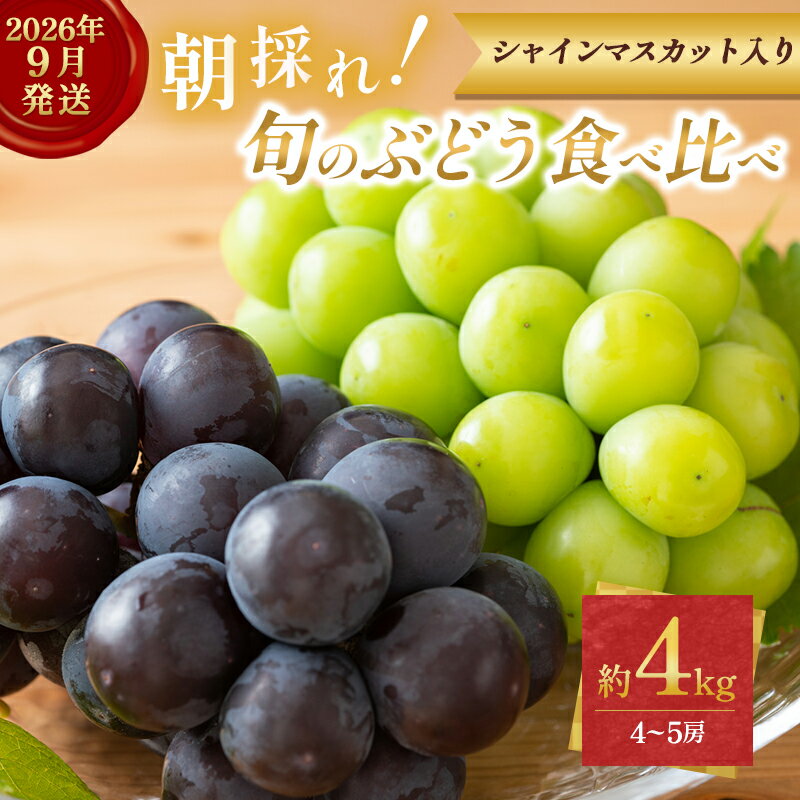 9月限定｜採れたて旬のぶどう 食べ比べ 約4kg（4～5房）シャインマスカット入り セット 詰め合わせ 産地直送 フルーツ 兵庫県 加西市　お届け：2026年9月上旬～中旬