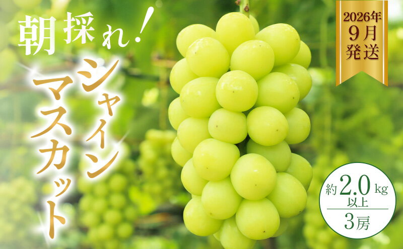 【ふるさと納税】シャインマスカット 約2kg以上（3房）朝採れ ぶどう セット 詰め合わせ 産地直送 フルーツ 食べごたえ満点 兵庫県 加西市　お届け：2026年9月上旬～中旬 サムネイル2