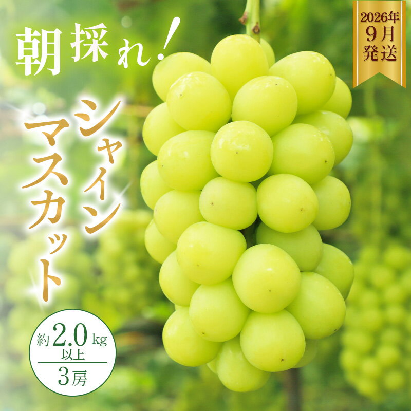 シャインマスカット 約2kg以上（3房）朝採れ ぶどう セット 詰め合わせ 産地直送 フルーツ 食べごたえ満点 兵庫県 加西市　お届け：2026年9月上旬～中旬
