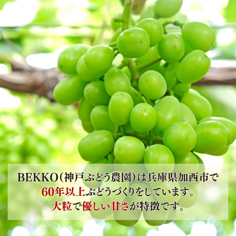【ふるさと納税】シャインマスカット 約2kg以上（3房）朝採れ ぶどう セット 詰め合わせ 産地直送 フルーツ 食べごたえ満点 兵庫県 加西市　お届け：2026年9月上旬～中旬 サムネイル3